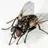 A Fly on the wall