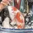 Palmfish