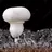 Hyphae