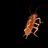 roach69