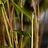Stickplant