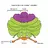 Flocculonodular lobe
