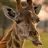 Retarded Giraffe