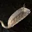 Rat Tailed Maggot