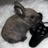 Cottontail