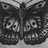 Butterfly's Suffering