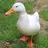 WaddlingDuck