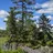 Green_Pine_Tree