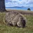 wombat