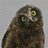 Owlflaps