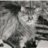 Kitty Chandler