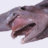 Goblin_Shark
