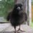 Raven'sChild