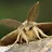 MeowMeowMoth