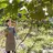 Actinidia Agriculture