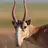 Saiga
