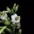 nicotiana tabacum