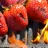 Seared Strawberry