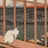 MarukuNaru