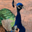 Flaw Peacock