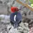 Magellanic Woodpecker