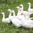 8reallybigbirds