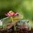 Two Frogs