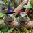 Two Frogs