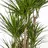 Dracaena marginata