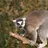 Courteous Lemur 2