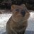 QuokkaCaptain