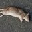 rattrap