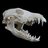 Coyote Skull