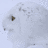 A Owl