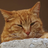 catpetter