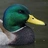 The Great Ducktator