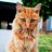 gingerkitty
