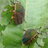 beetle