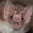 Vampire Bat
