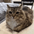 Domestic Cat