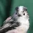 Long-tailed tit