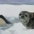 seal