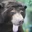 Sun Bear