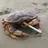 crab shell