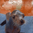 Autistic Sea Lion