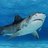Requiem for a Shark