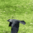 The Crow