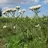 Achillea millefolium