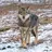 AnonymousWolf