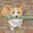 Lurking Corgi